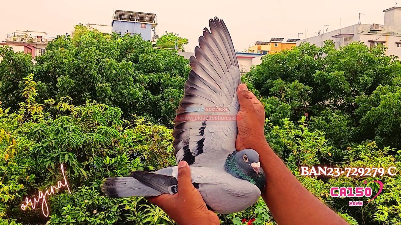 23-729279-FEATHER