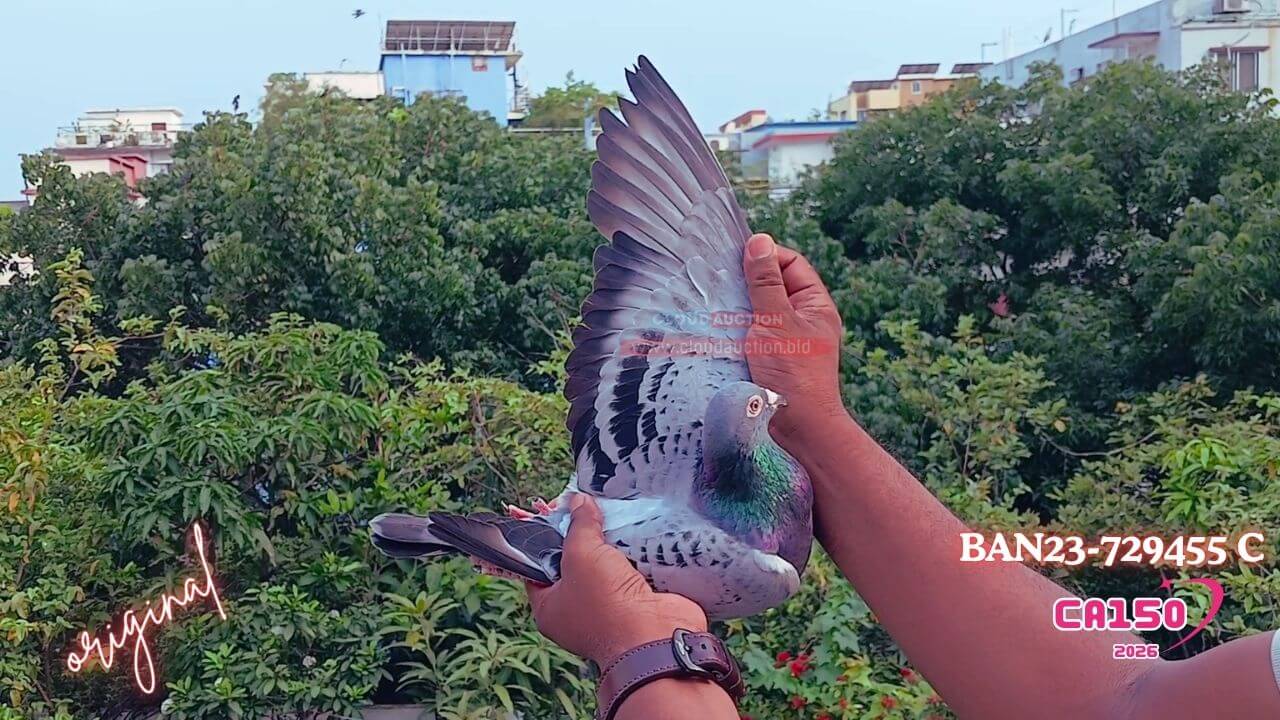 23-729455-feather