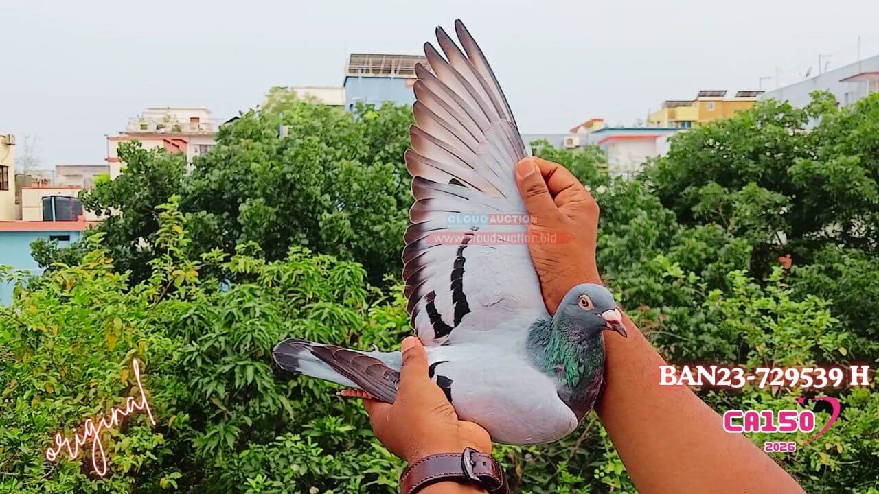 23-729539-FEATHER