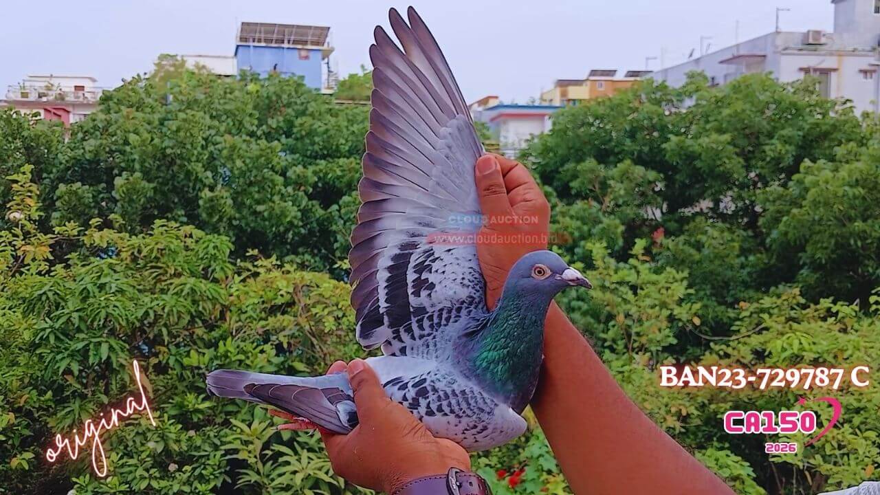 23-729787-FEATHER