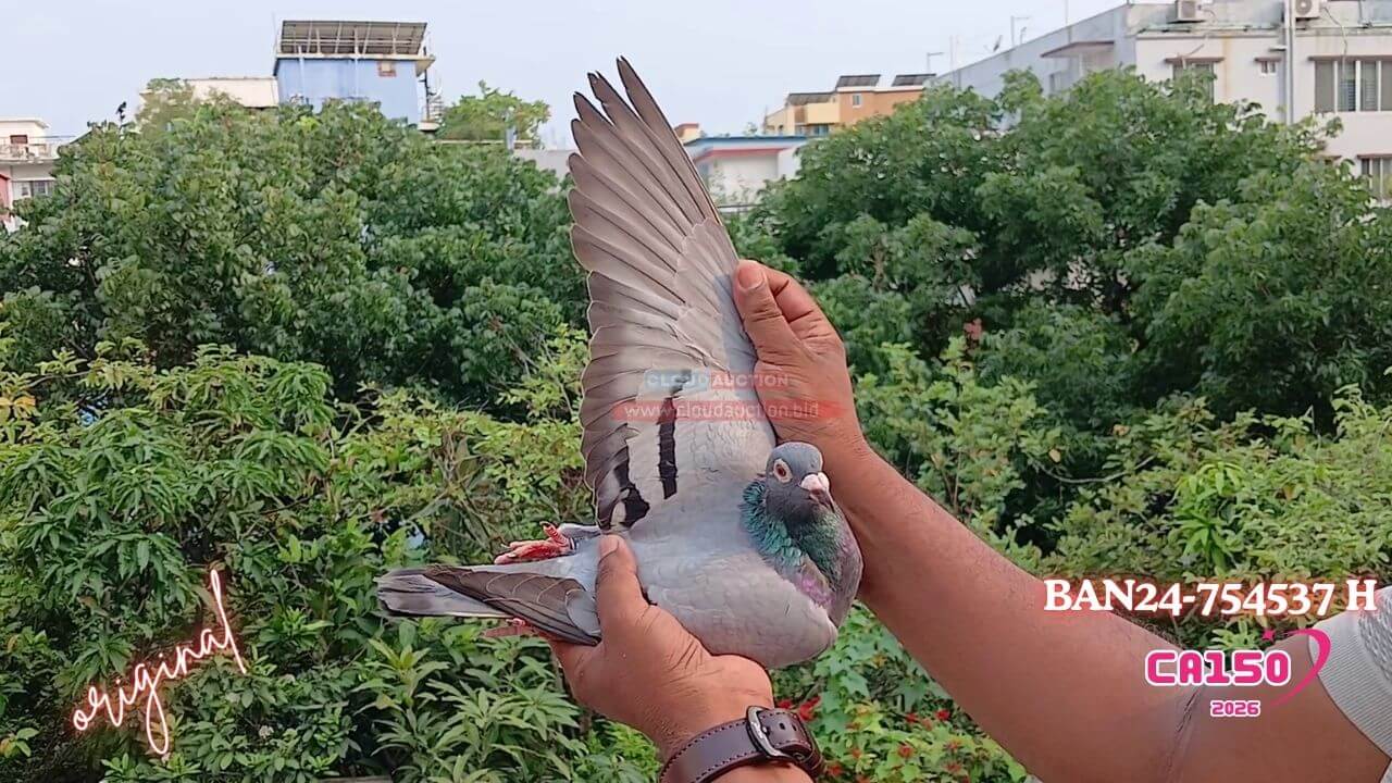 24-754537-FEATHER